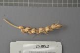 Click for 1 image(s) for this accession. Spike